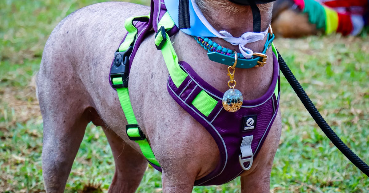 Piatra-Neamț introduce dog park-uri pentru un oraș mai prietenos cu animalele