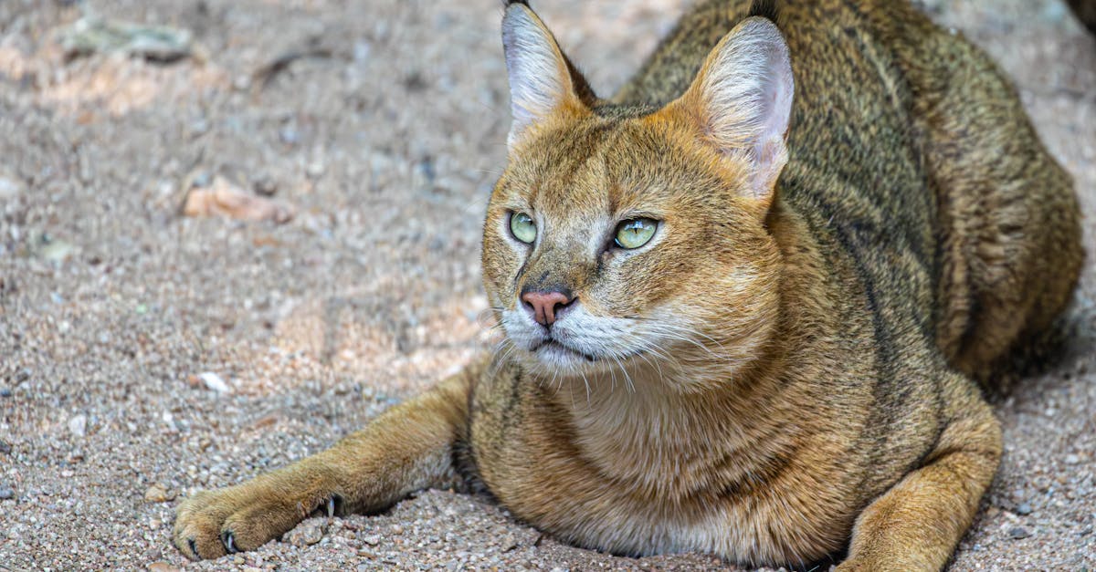 Alertă în Fălticeni: un caracal scăpat din lesă provoacă neliniște