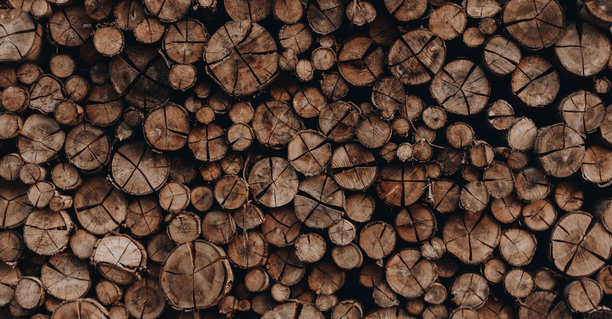 Romsilva solicită aviz pentru drum forestier în Măneciu