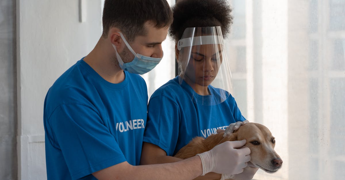 Oinacu continuă lupta împotriva câinilor abandonați cu o nouă campanie de sterilizare gratuită