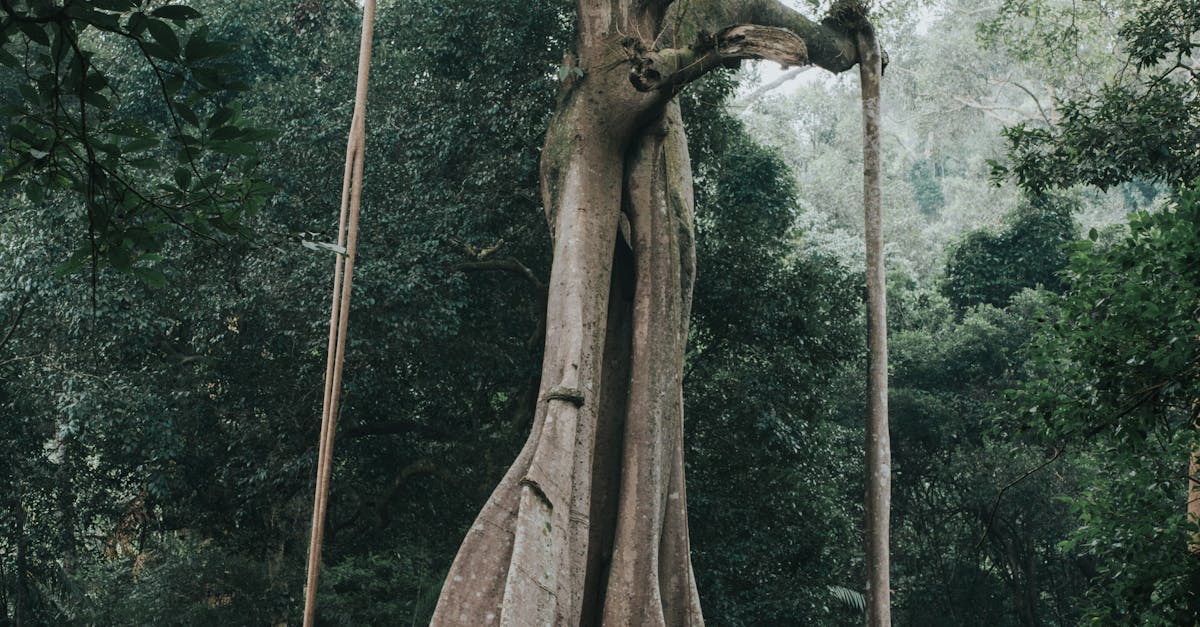 Descoperă pădurea Mociar: cea mai veche pădure din România, cu arbori de peste 700 de ani