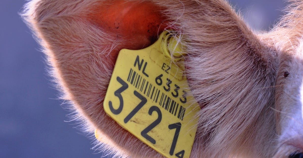 Reguli esențiale pentru creșterea animalelor în gospodărie în 2025