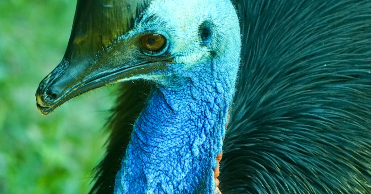 Cinteza gouldiană: Pasărea curcubeu a Australiei care riscă dispariția