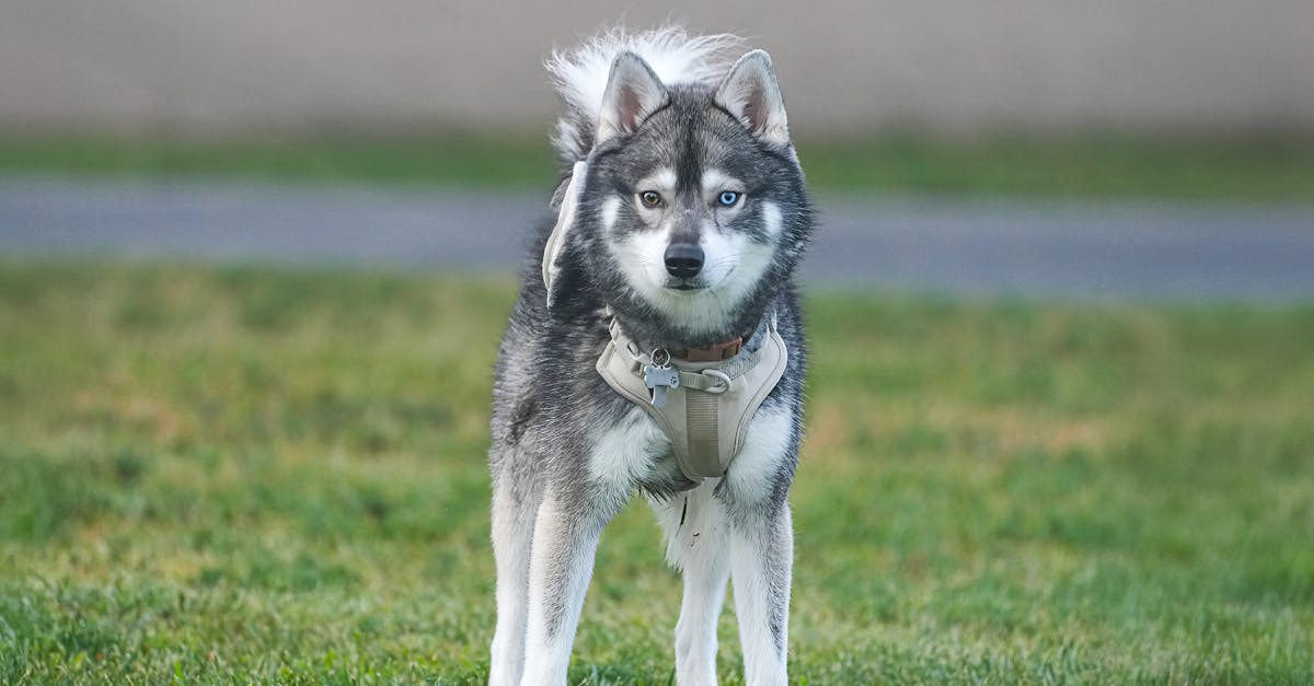 Femeie rănită de un câine pe străzile din Satu Mare: detalii despre incident