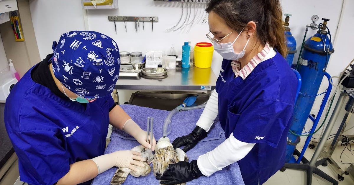Cangurul Maurice primesc îngrijiri medicale avansate la Zoo Călărași