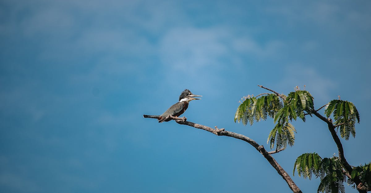 Descoperă Amazon Kingfisher, vânătorul vibrant al apelor tropicale