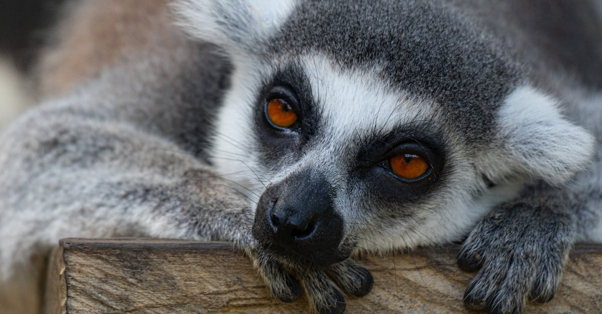 Prețuri mai mari pentru biletele de la Zoo Sibiu începând cu 2025