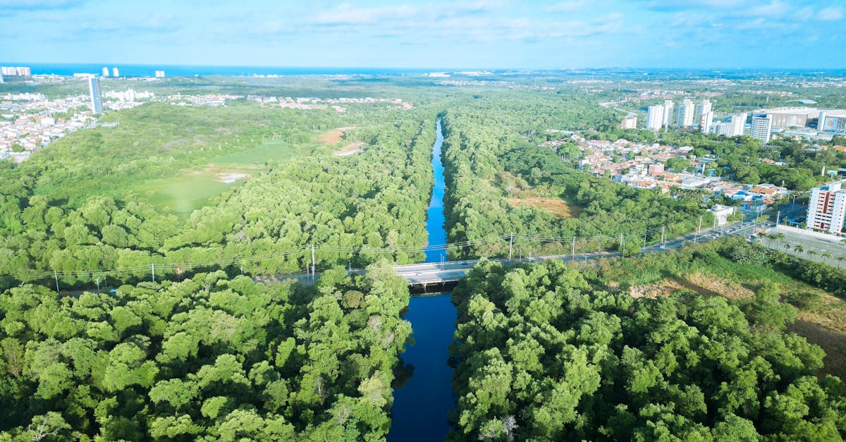 Soluții pentru pagubele cauzate de castorii de pe Cibin: arborii afectați vor fi înlocuiți