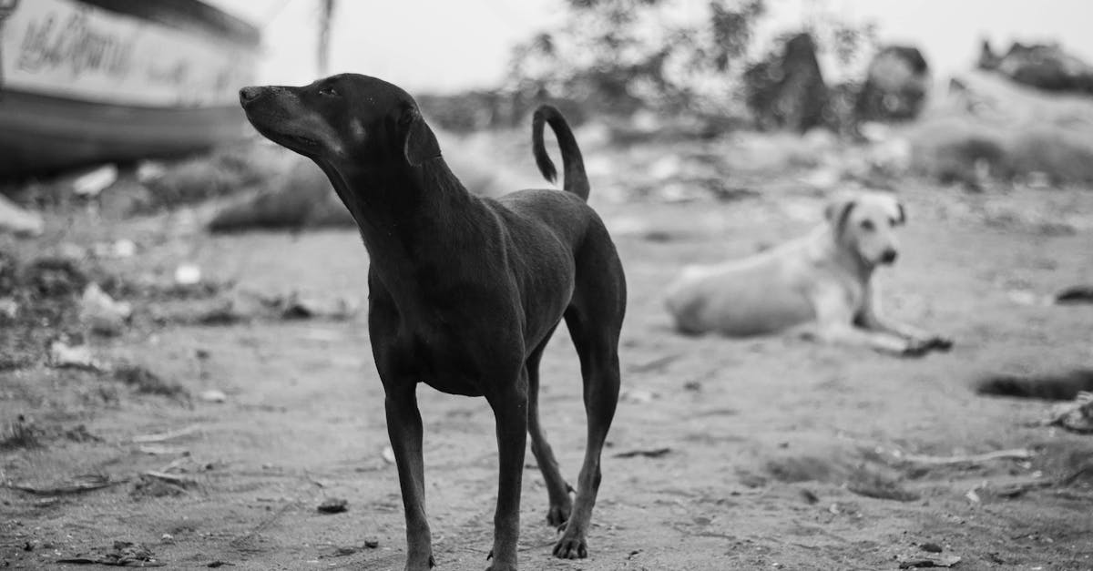 Abandonarea câinilor în Copșa Mică: Primăria cere ajutorul comunității