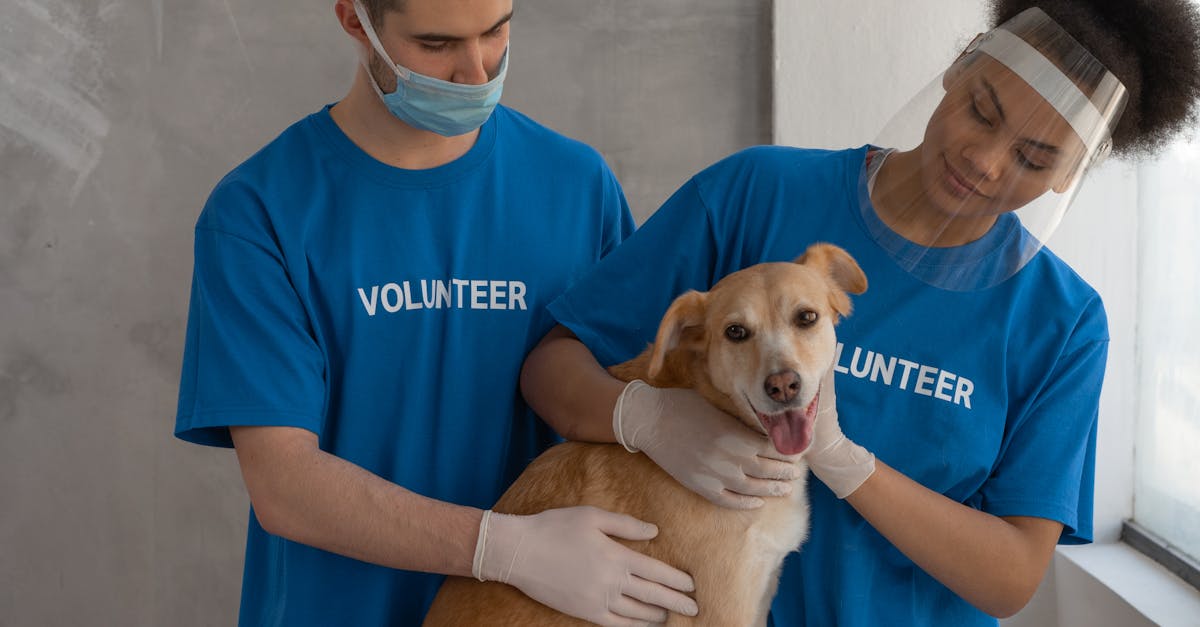 Orădenii pot beneficia în continuare de sterilizarea gratuită a câinilor de rasă comună