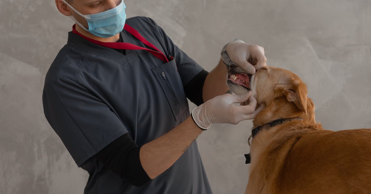 Controale veterinare în Satu Mare: măsuri stricte și amenzi pentru nereguli