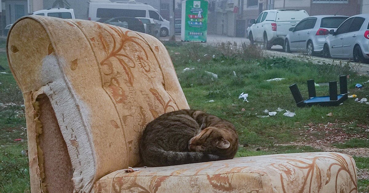 Pisica abandonată într-un buncăr de gunoi, proprietar amendat drastic