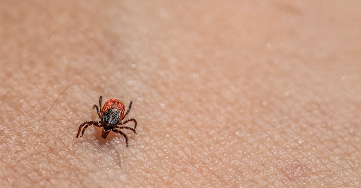 Insecte agresive în parcurile din Cluj-Napoca: clujenii se plâng de mușcături dureroase