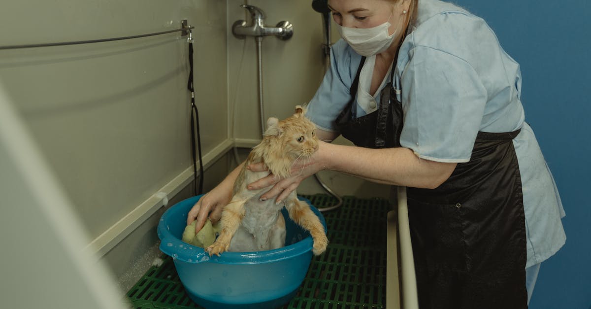Arestare preventivă pentru un bărbat acuzat de maltratarea unei pisici