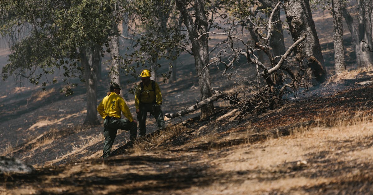 Incendii devastatoare și arbori căzuți: apel la precauție în județul Argeș