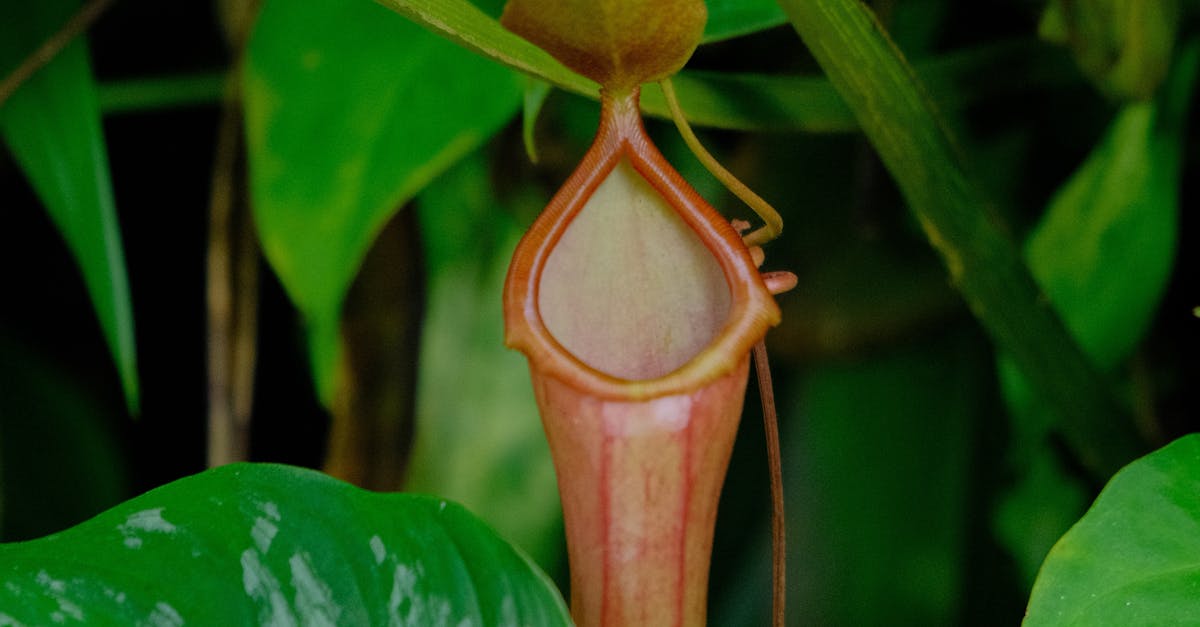 Descoperă expoziția surprinzătoare de plante carnivore din Grădina Botanică din Cluj