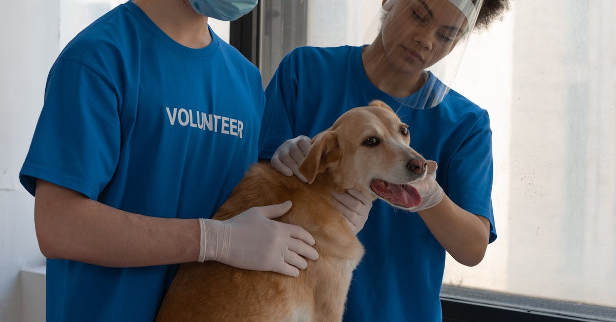 Fumatul pasiv: o amenințare gravă pentru sănătatea animalelor de companie