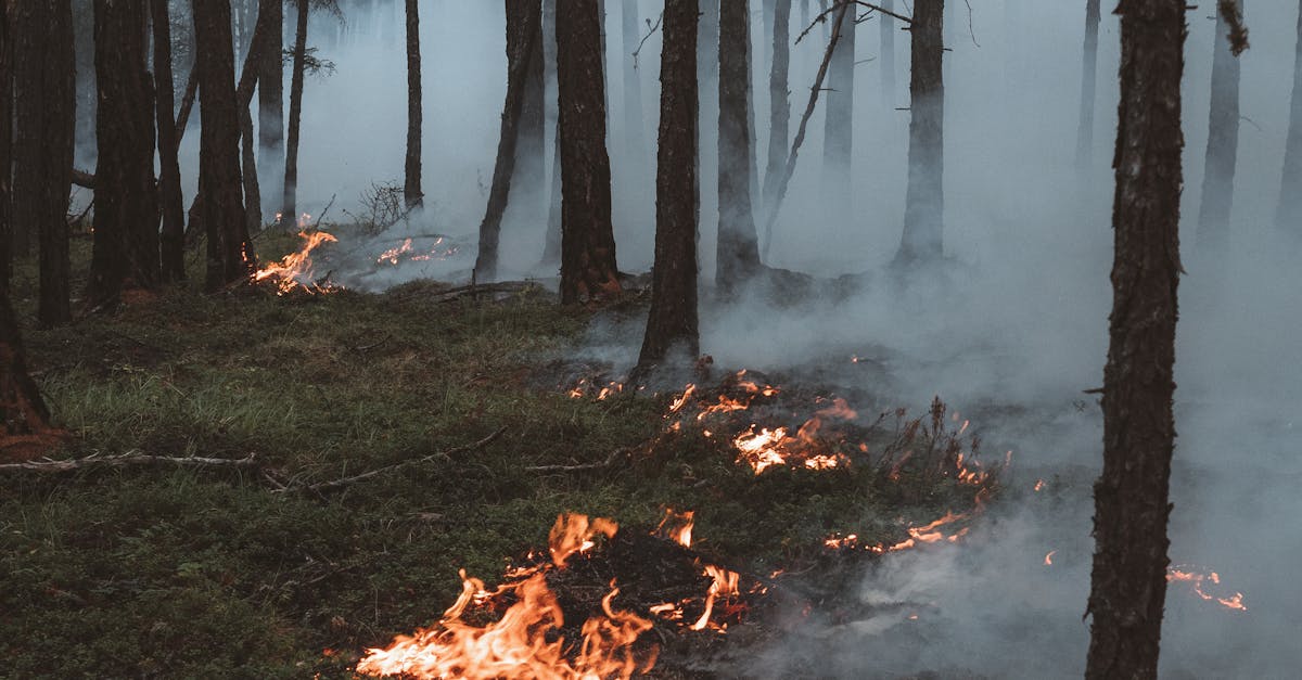 Tragedie în Portugalia: un pompier își pierde viața în lupta cu incendiile de pădure