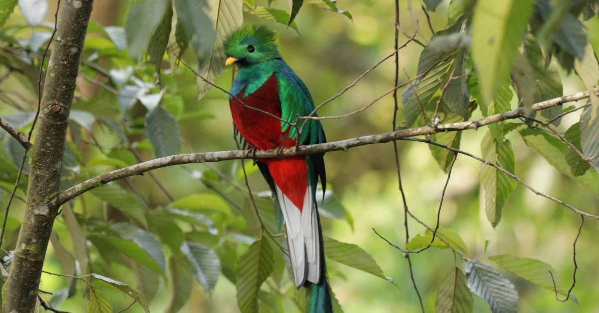 Descoperă quetzalul strălucitor, pasărea simbol a pădurilor tropicale