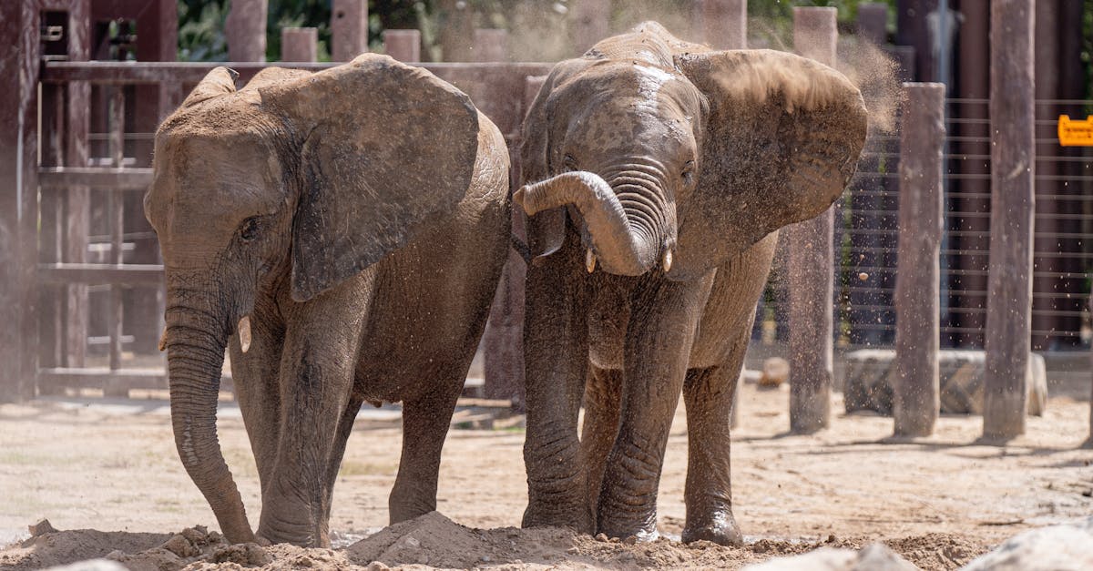 Descoperă jungla din apropierea Timișoarei: Safari Park Richter te așteaptă