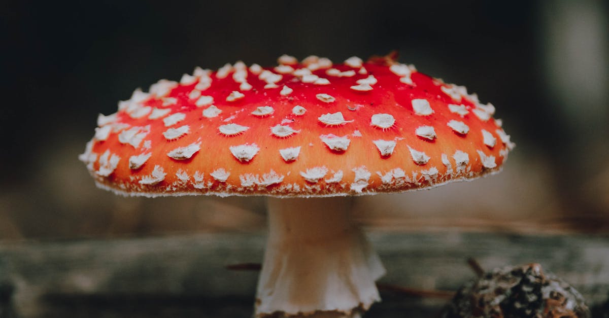 Sezonul ciupercilor: între deliciu și pericol