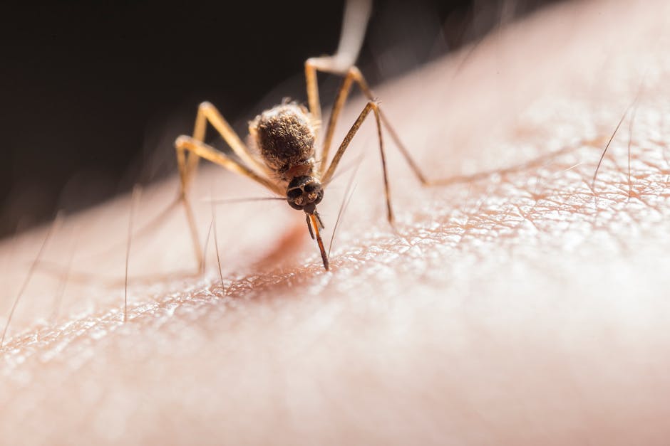 Atenție: virusul West Nile își face simțită prezența în România