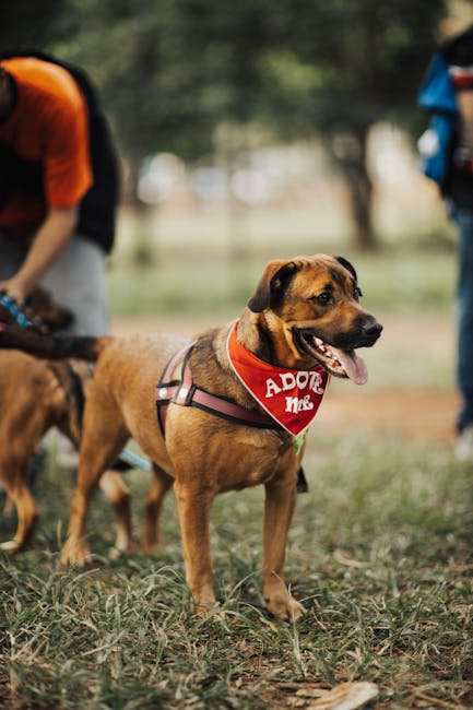 Craiova găzduiește un târg de adopții canine în cadrul Semimaratonului
