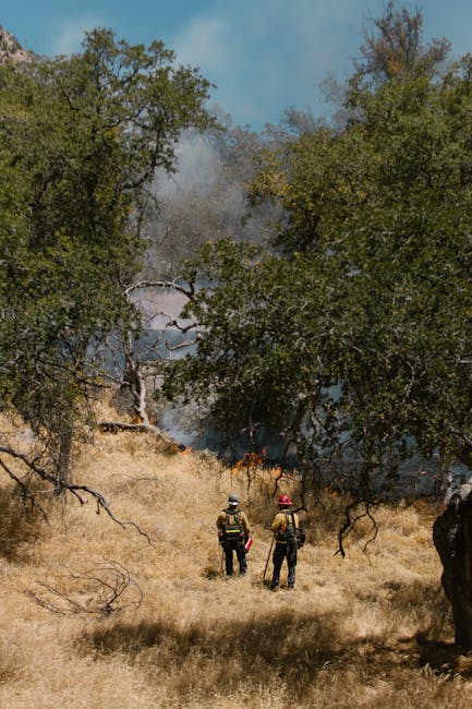 Pompierii din Arad se alătură luptei împotriva incendiilor din Parcul Național Domogled
