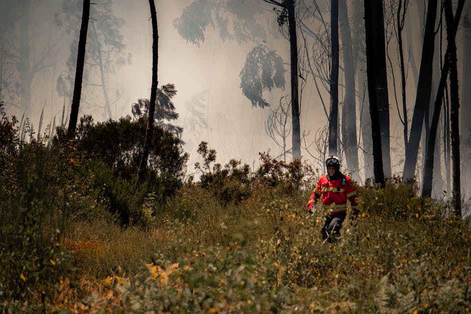 Incendii devastatoare afectează 17 hectare de vegetație în Arad