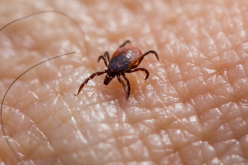 Cum un virus transmis de căpușe se ascunde de sistemul imunitar