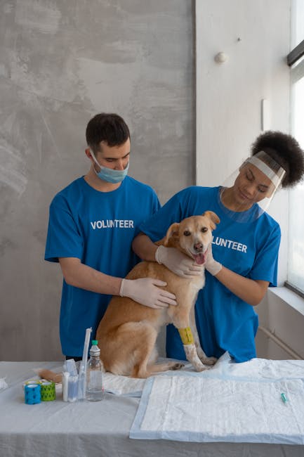 Băile Govora lansează o campanie gratuită de sterilizare pentru animale