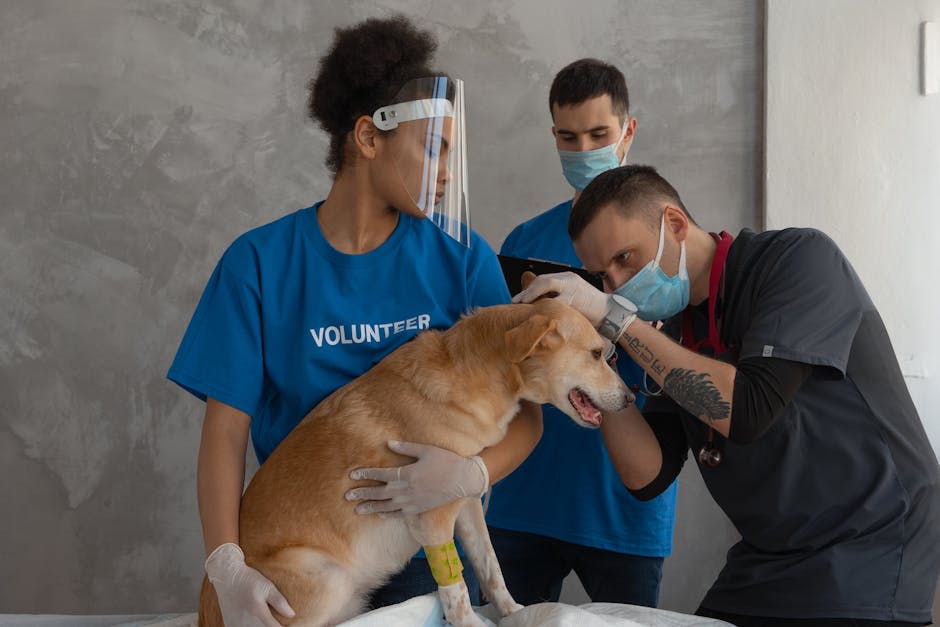Reușită remarcabilă: aproape 200 de animale sterilizate în Groși