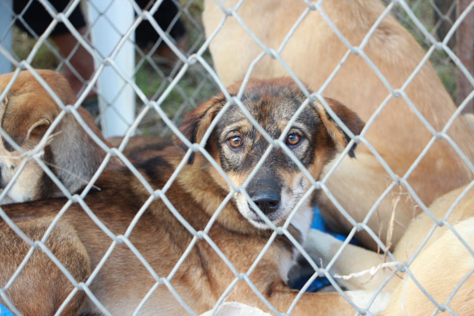 Câini adorabili adoptați rapid la Târgul caritabil din Bistrița