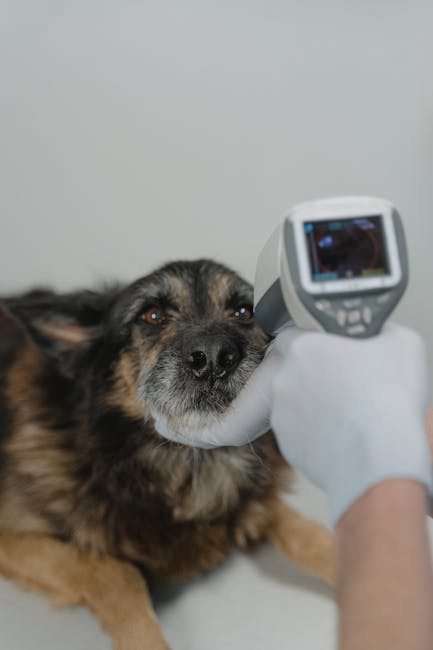 Abonamentele veterinare: soluția modernă pentru sănătatea animalelor de companie din România