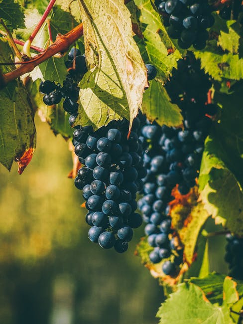 Creșterea prețului strugurilor în Vrancea: viticultorii se bucură de oferte mai mari