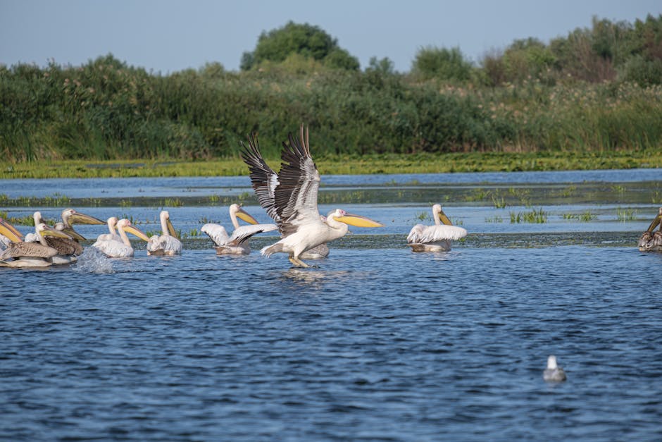 Colonii de păsări din Delta Dunării dispar rapid: ce se întâmplă cu fauna aviară?