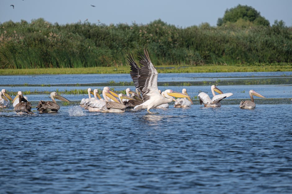 Premiera documentarului 'Delta Sălbatică' aduce natura mai aproape de comunitățile din Delta Dunării