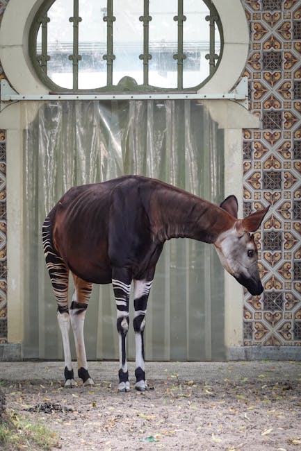 Descoperă okapi: animalul fascinant din pădurile Congo