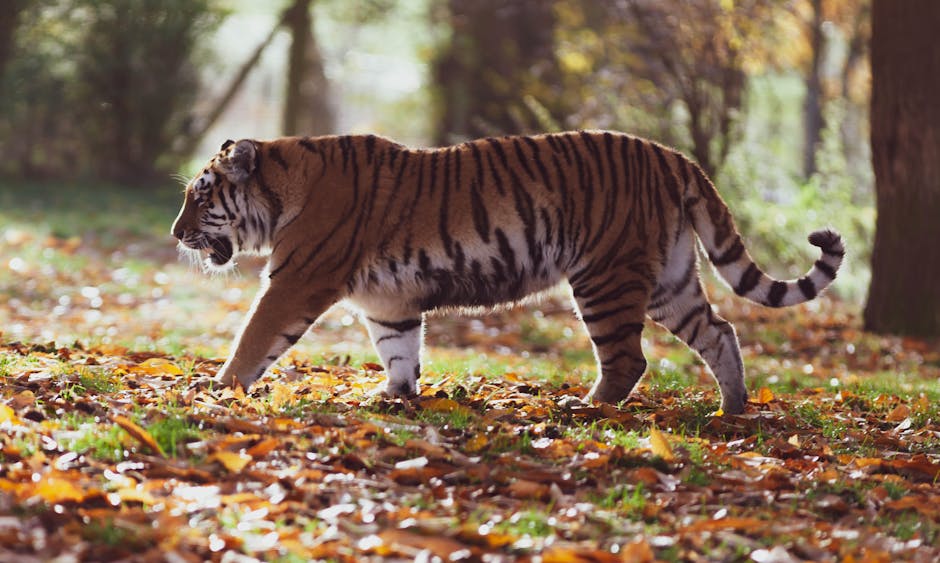 Descoperire uimitoare: un fluture rar zărit în Parcul Natural Bucegi