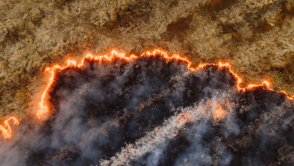 Incendiu devastator la viile din Zimnicea: intervenție complicată a pompierilor