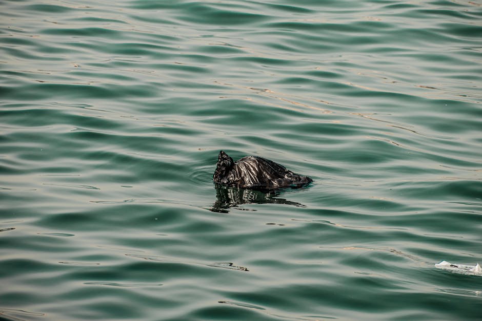 Plajele Emiratelor Arabe Unite, afectate de o poluare severă cu petrol