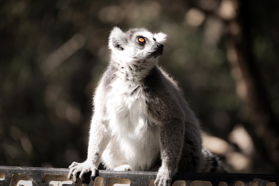 Trei pui de facocer au venit pe lume la o grădină zoologică din Florida
