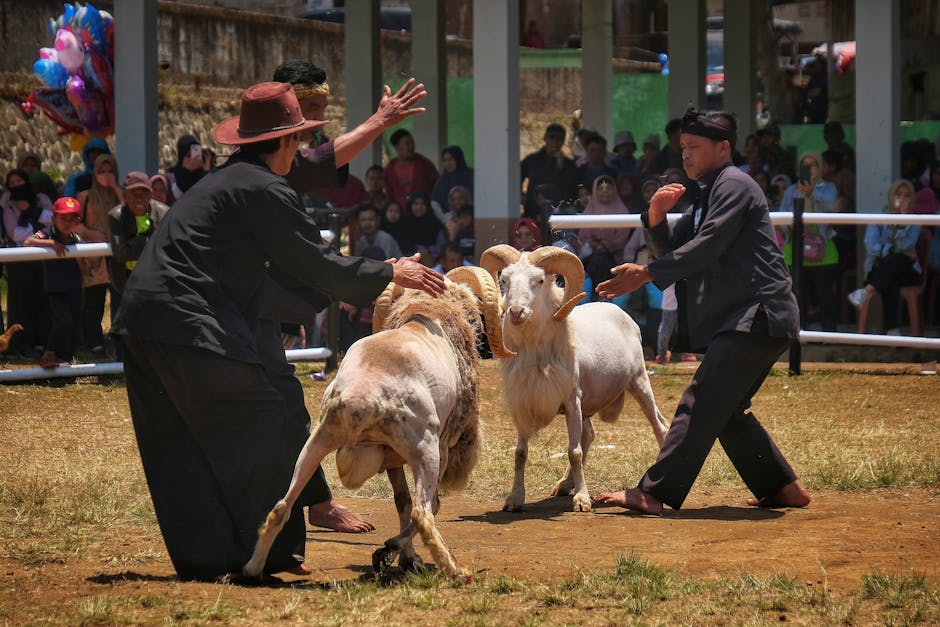Descoperă tradițiile crescătorilor de ovine la expoziția din Petrila