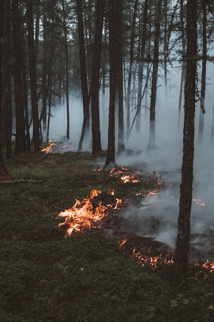 Incendiile devastatoare din Caraș-Severin afectează peste 400 de hectare