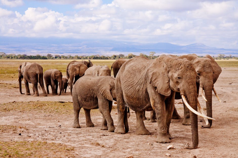 Un turist scandalizează internetul după ce toarnă bere în trompa unui elefant