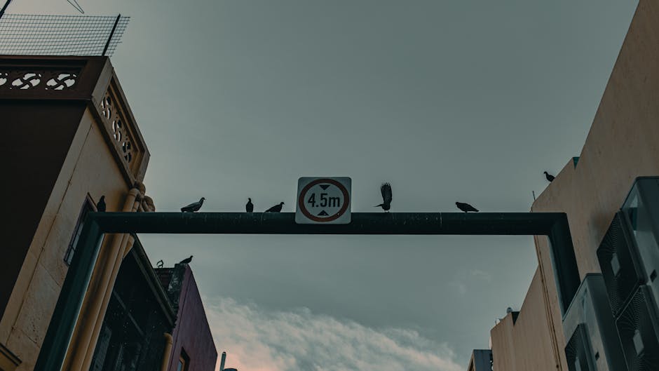 Atenție: Urs observat pe strada Victoriei din Sinaia