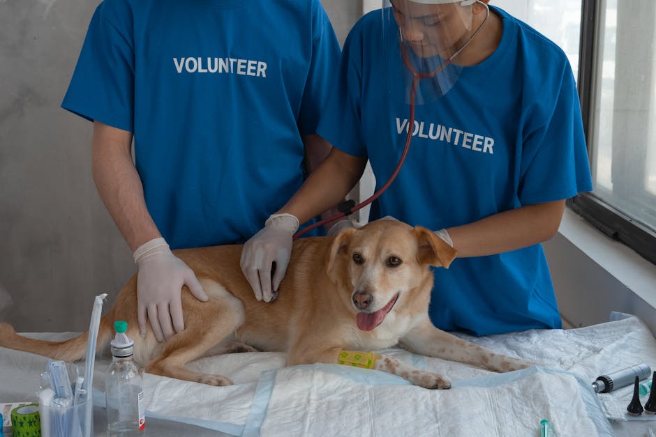 Înscrie-te acum pentru campania de sterilizare a animalelor la Recea!
