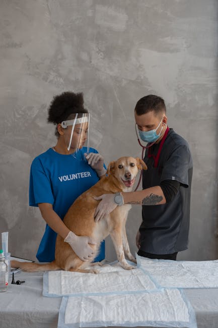 Rabia face ravagii în Bacău: măsuri urgente după mușcăturile de animale