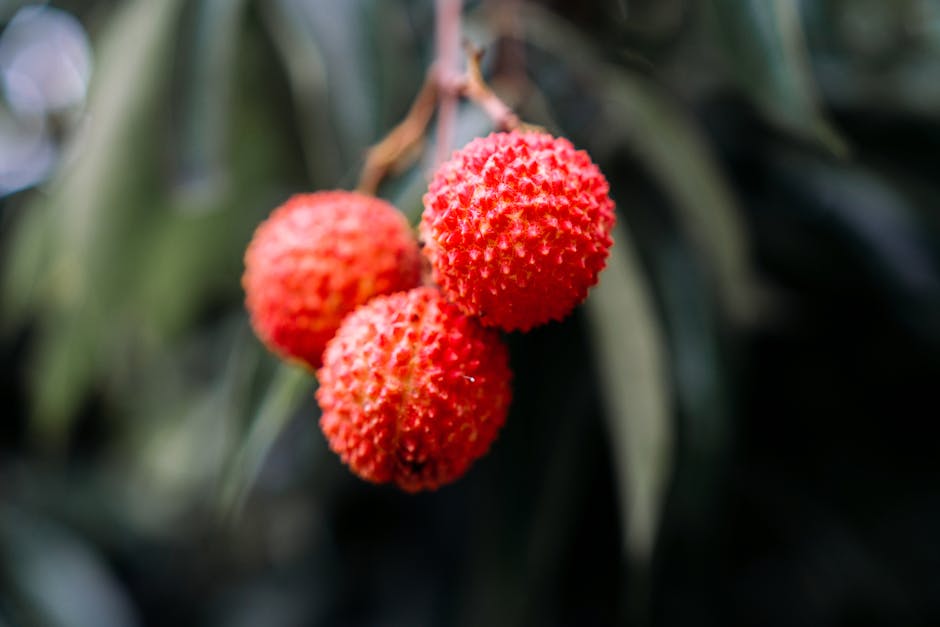 Descoperă litchi: fructul exotic cu multiple beneficii pentru sănătate