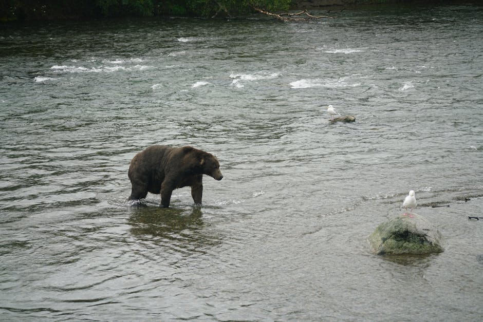 Prezența urșilor în zonele de pescuit de pe Olt creează îngrijorare printre pescari